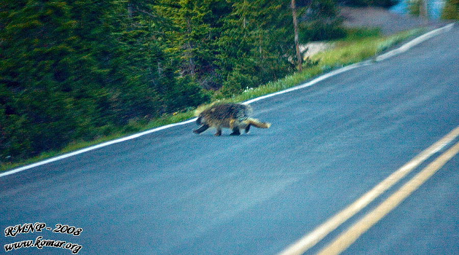 Porcupine