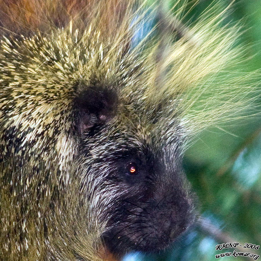 Porcupine