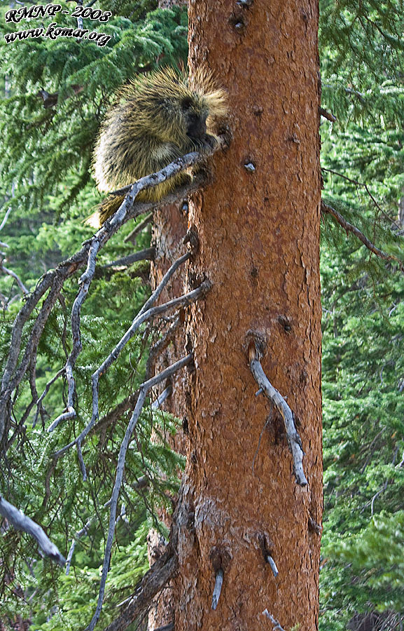 Porcupine