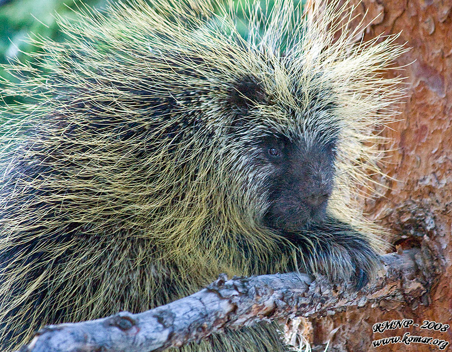 porcupine