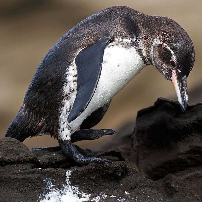 galapagos islands penguin thinking