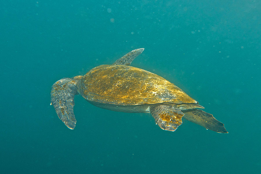 galapagos islands Fernandina Tortoise 3