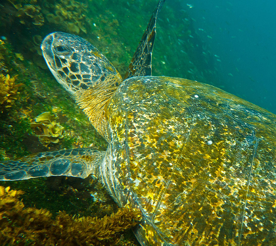 galapagos islands Fernandina Tortoise 2