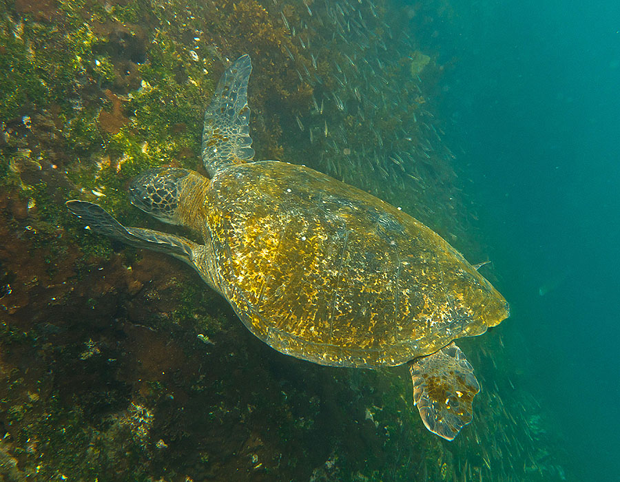 galapagos islands Fernandina Tortoise 1