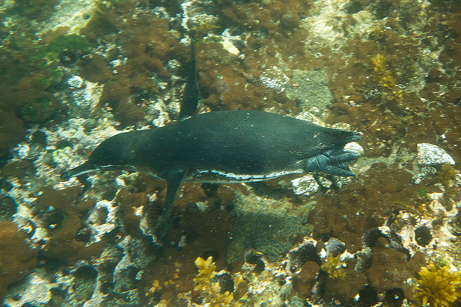 galapagos islands Fernandina Penguin 1