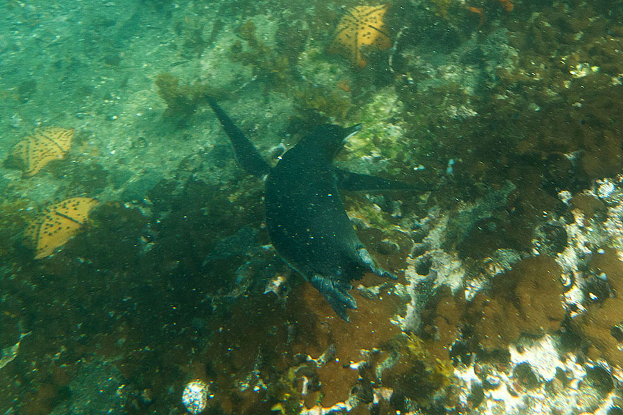 galapagos islands Fernandina Penguin 2