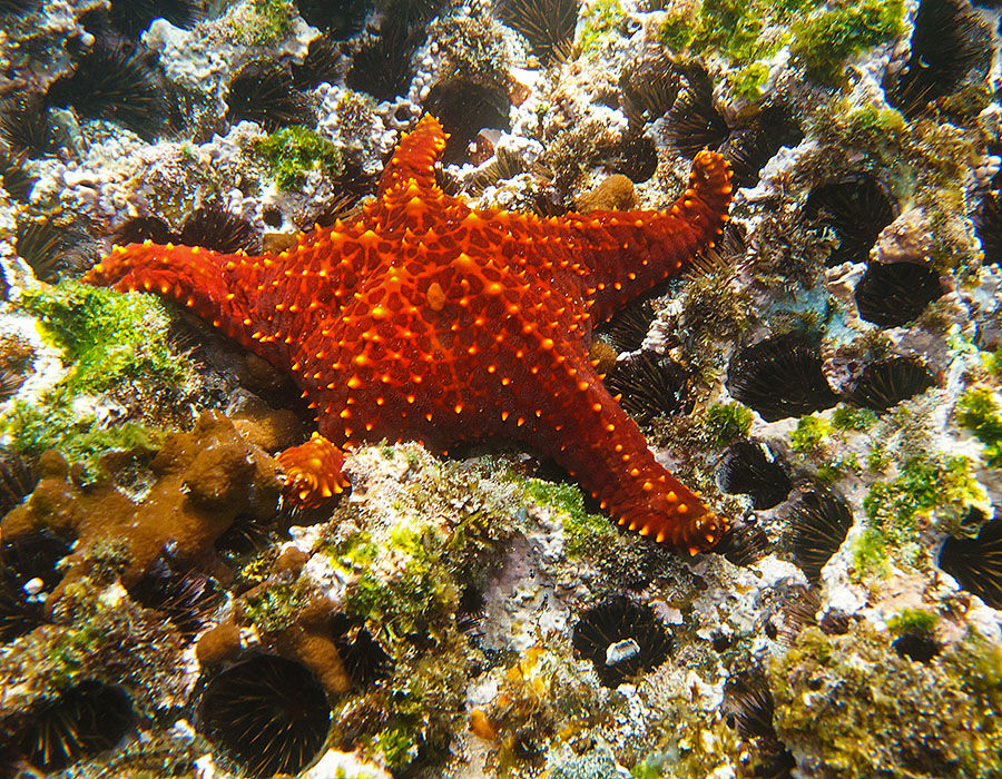 galapagos islands Fernandina underwater