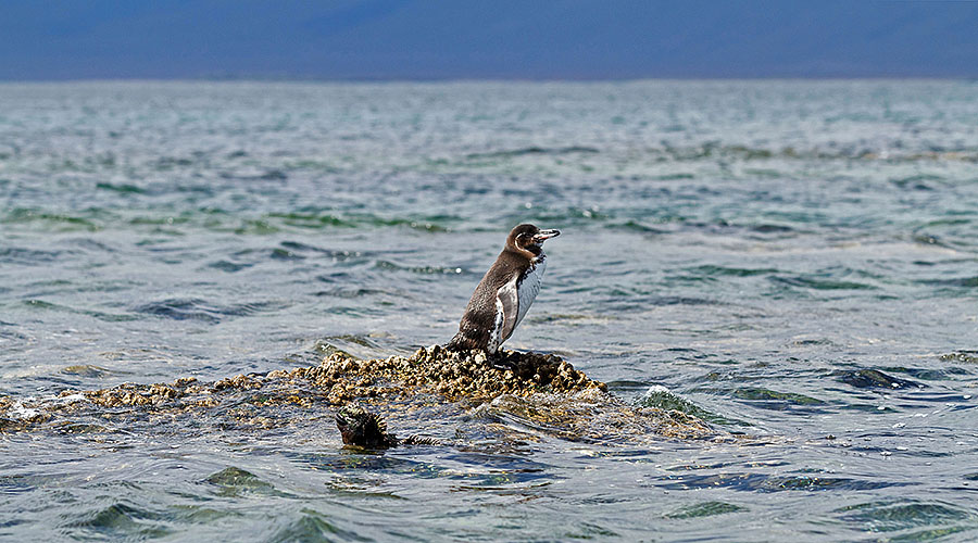 galapagos islands fernandina penguin marine iguana