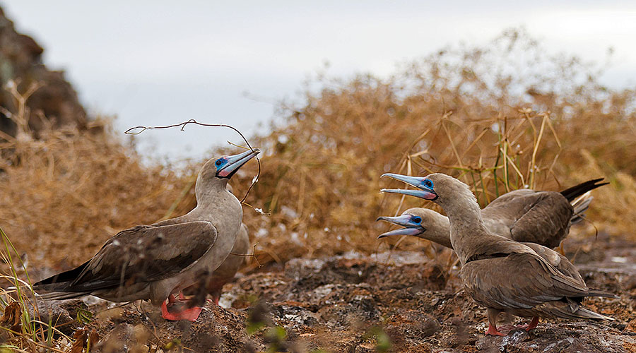 galapagos islands red footed boobies ground