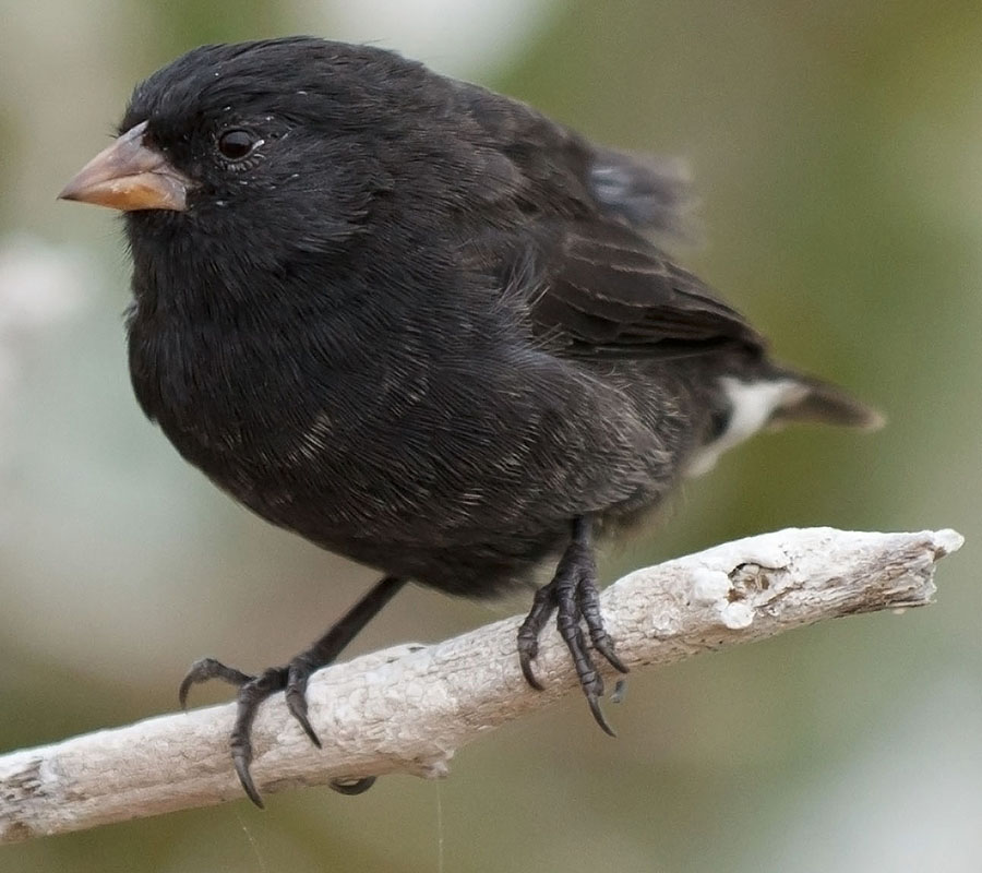 galapagos islands darwin finch