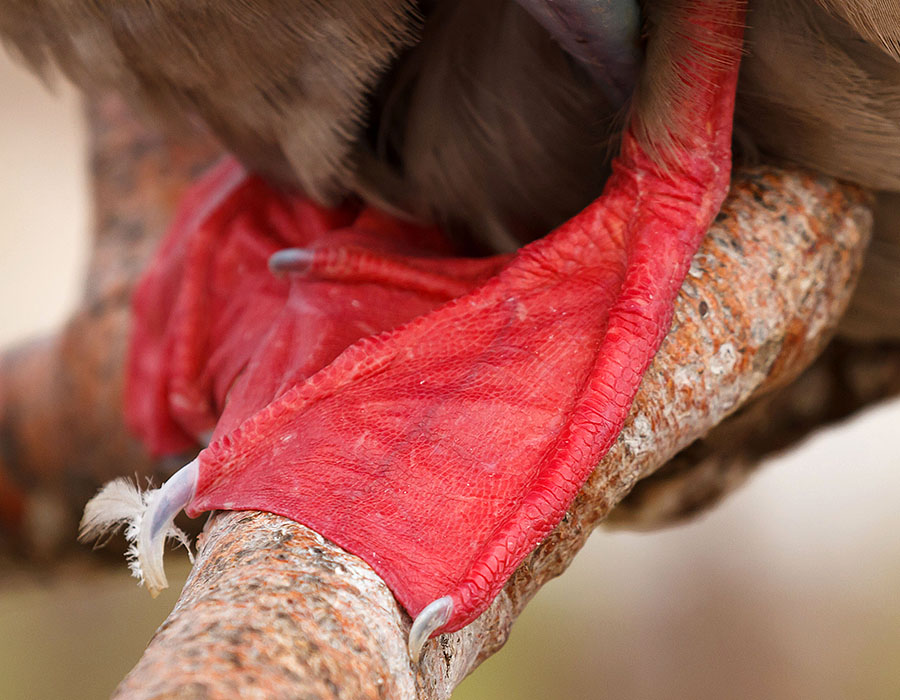 galapagos islands red footed booby feet