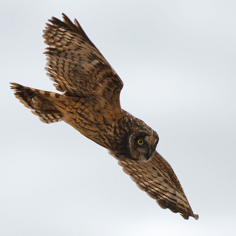 galapagos islands short-eared owl genovesa