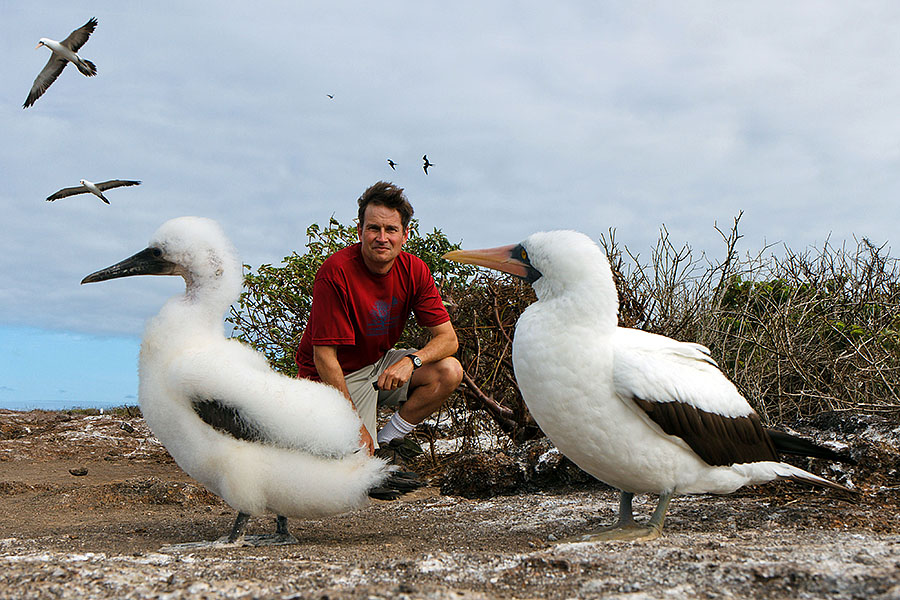 galapagos islands Nazca Booby