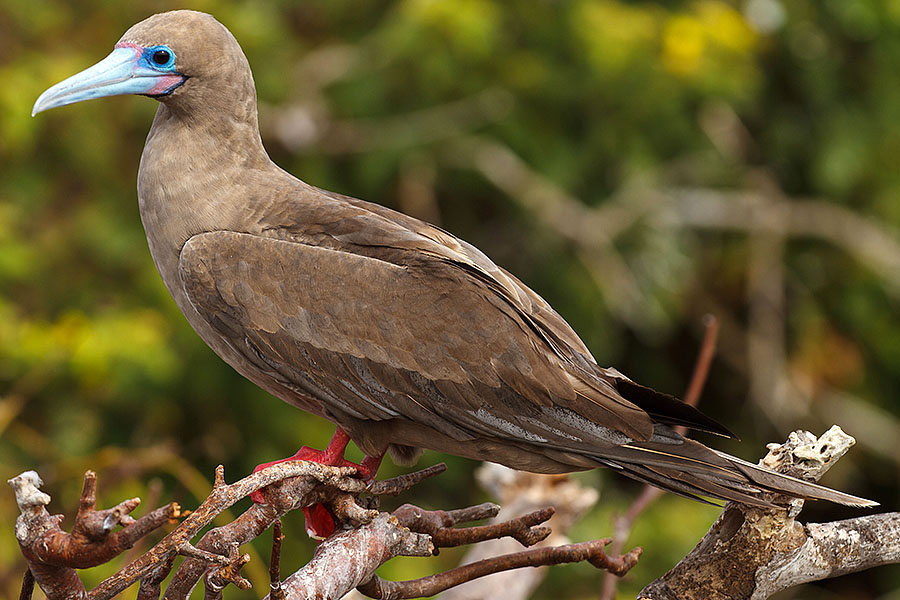 galapagos islands red footed booby telephoto