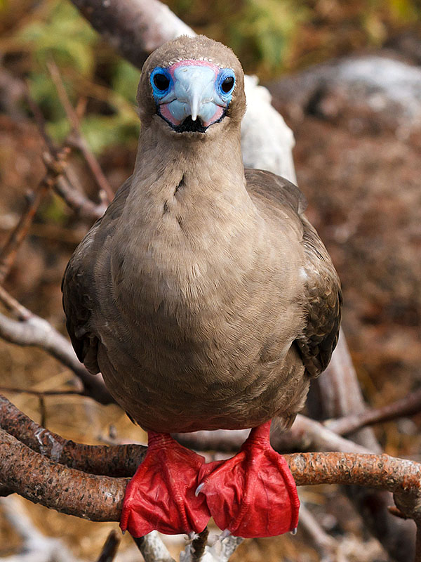 galapagos islands red footed booby headon
