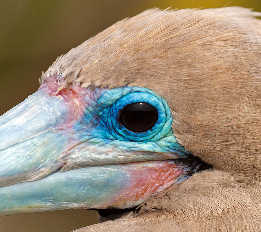 galapagos islands red footed booby head