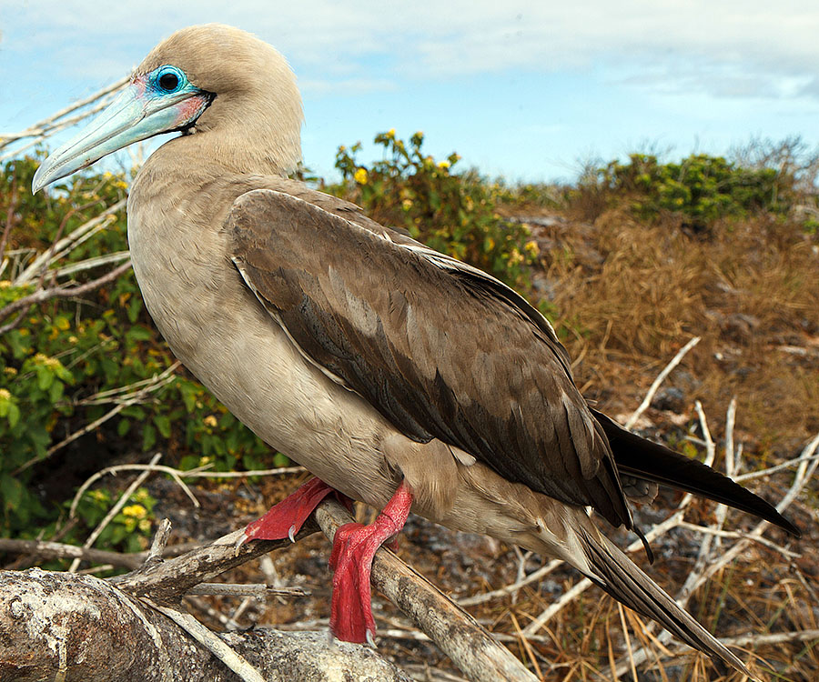 galapagos islands red footed booby wide