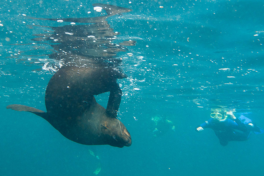 galapagos islands sea lion three snorklers