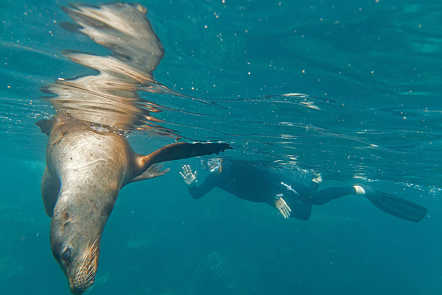 galapagos islands ed waves sea lion