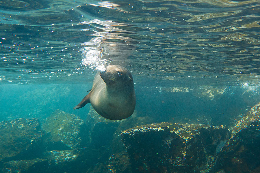galapagos islands sea lion blows bubbles