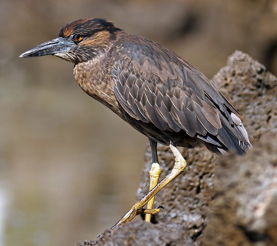 galapagos islands heron 1