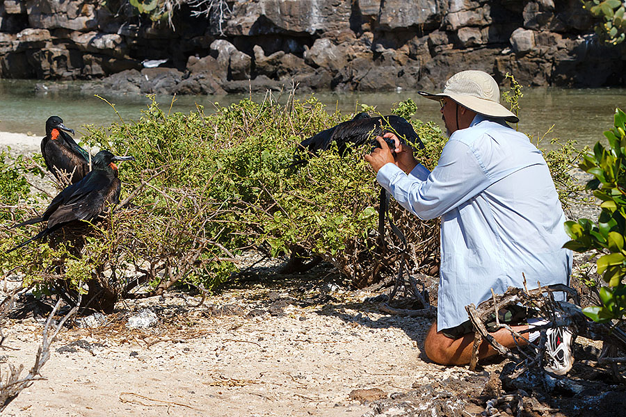 galapagos islands picture great male frigatebirds