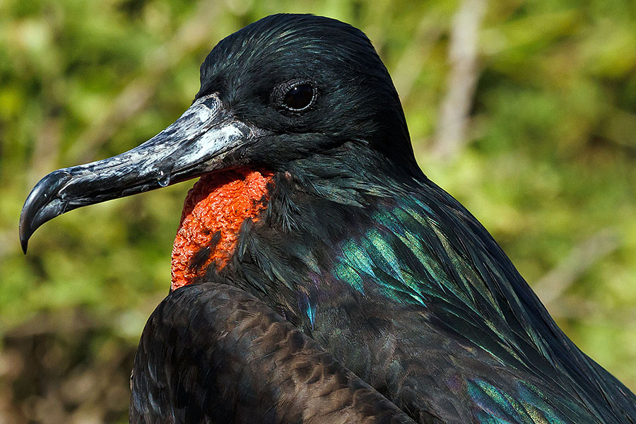 galapagos islands great frigatebird