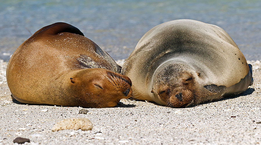 galapagos islands sea lions sleeping