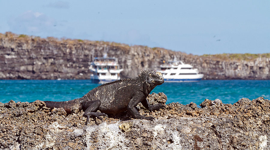 galapagos islands genovesa marine iguana godzilla