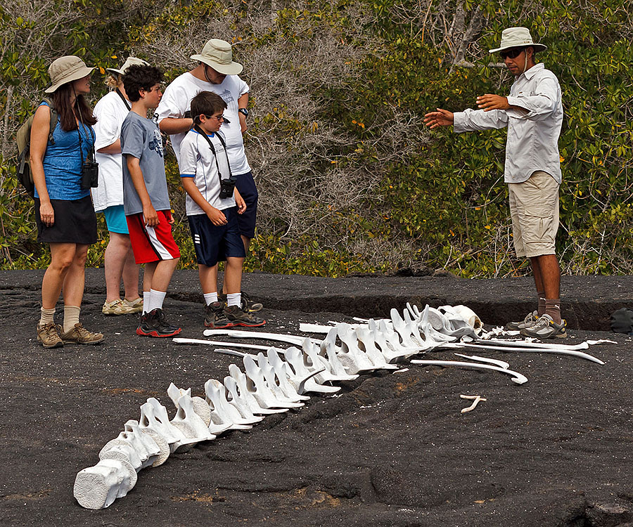 galapagos islands Isabela whale skeleton