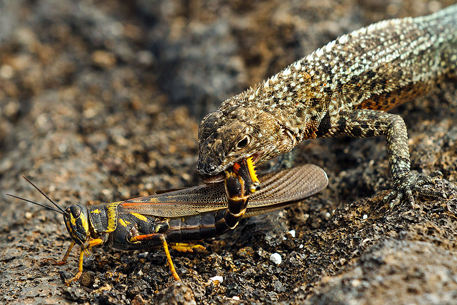 galapagos islands lizard kill