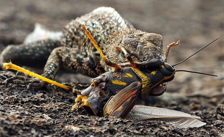 galapagos islands lizard eats meal