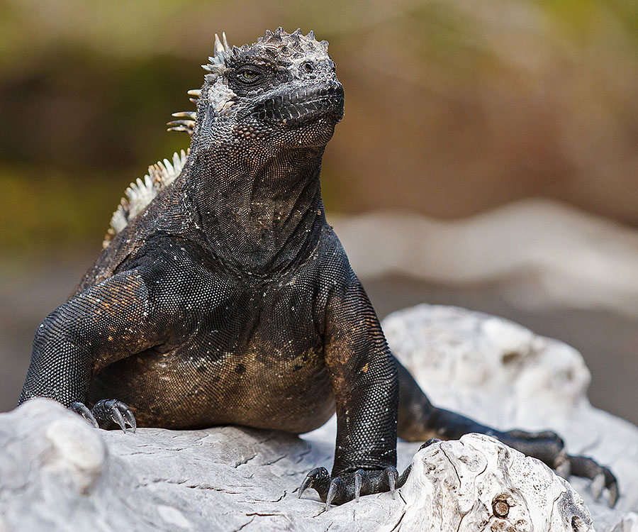 galapagos islands isabela marine iguana 2