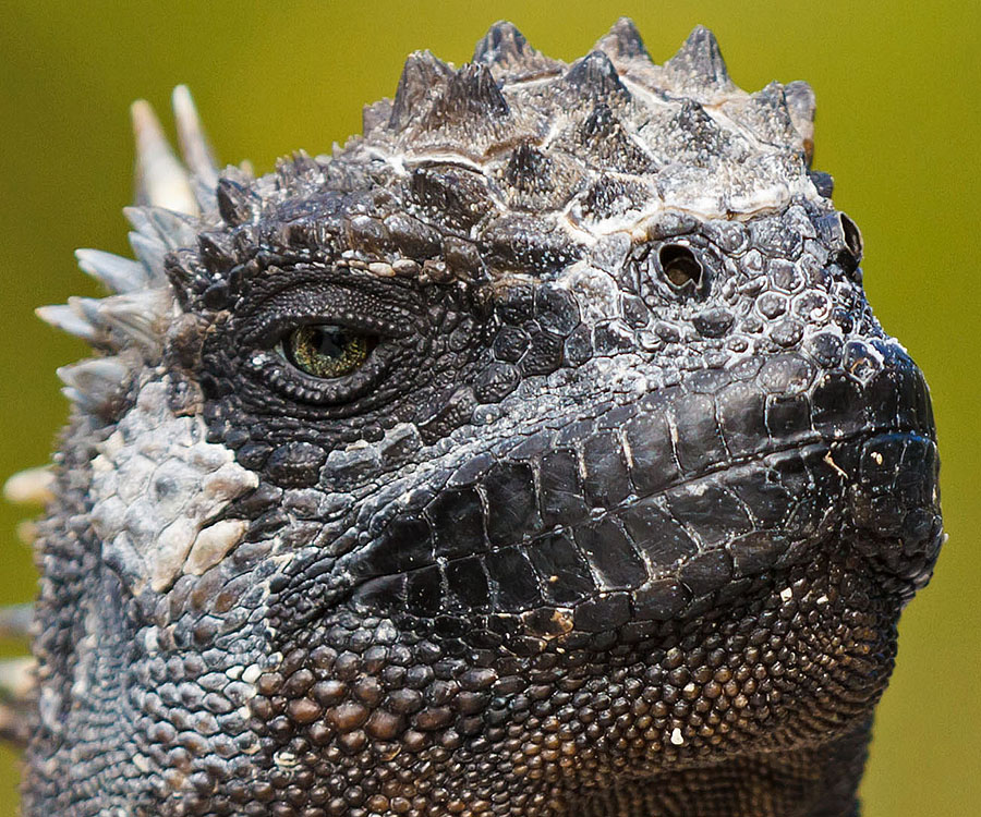 galapagos islands isabela marine iguana 3