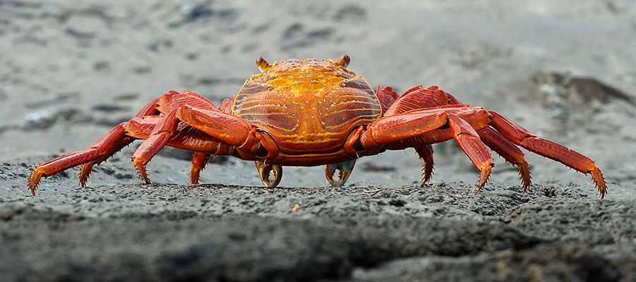 galapagos islands isabela crab back