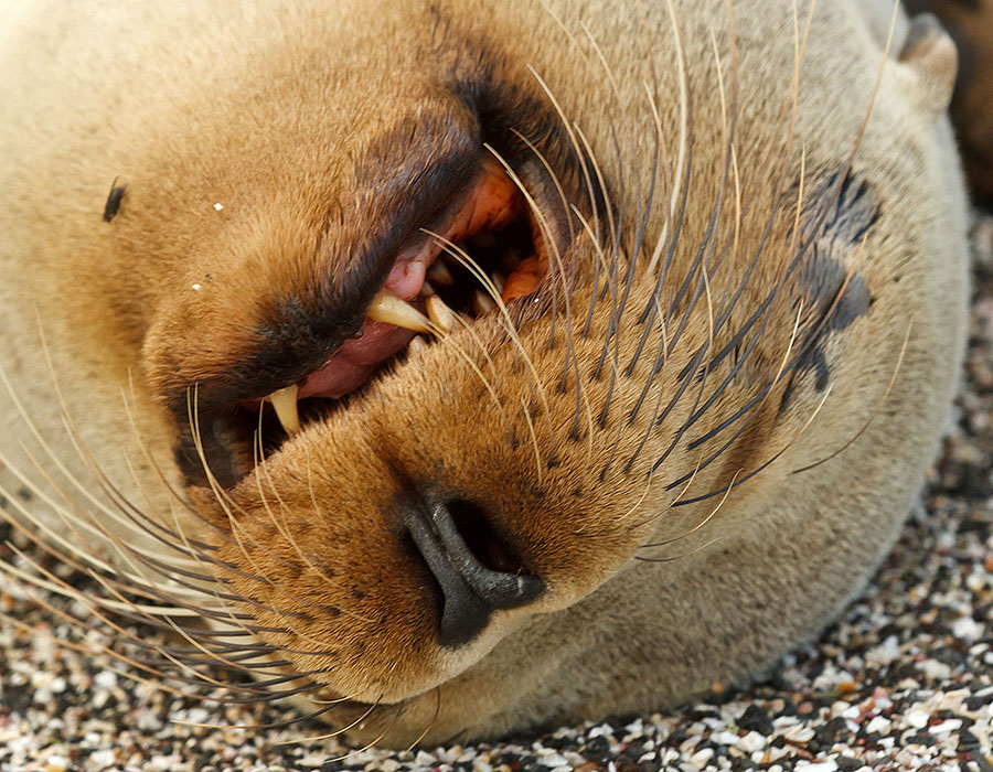 galapagos islands isabela sea lion closeup