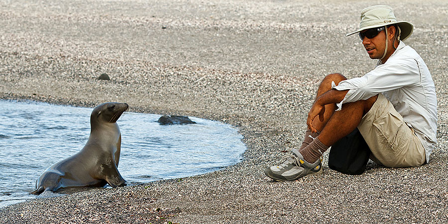 galapagos islands sea lion baby