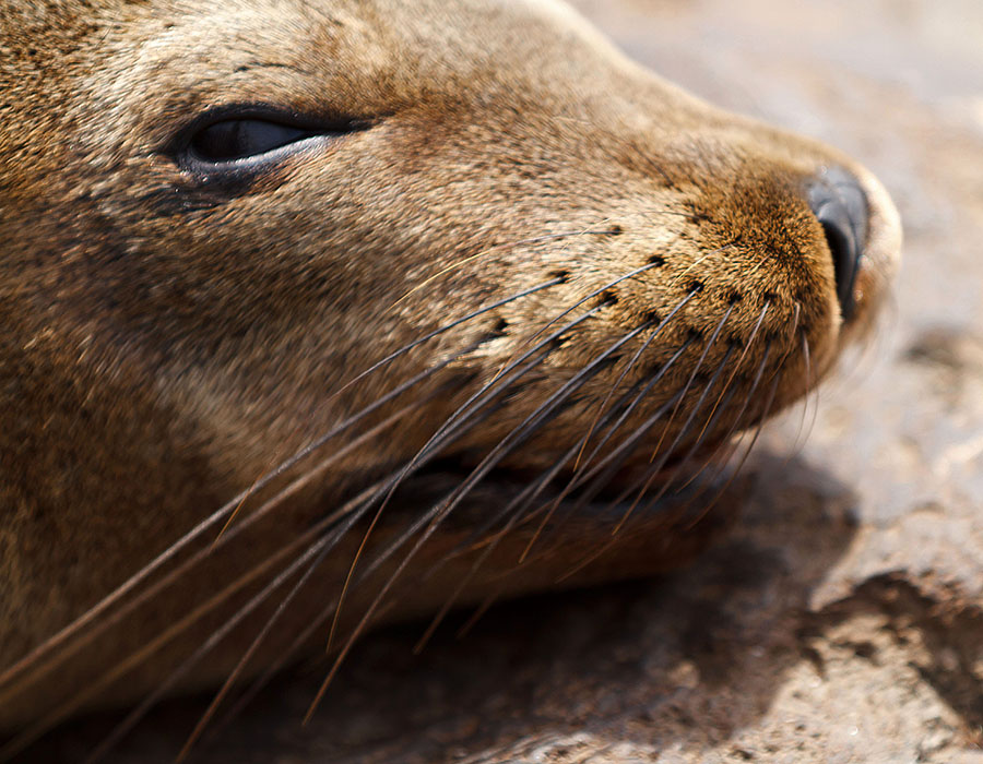 san cristobal galapagos islands sea lion