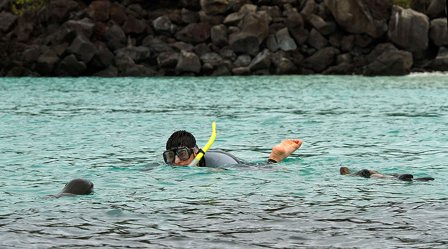 galapagos islands sea lions snorkel ben