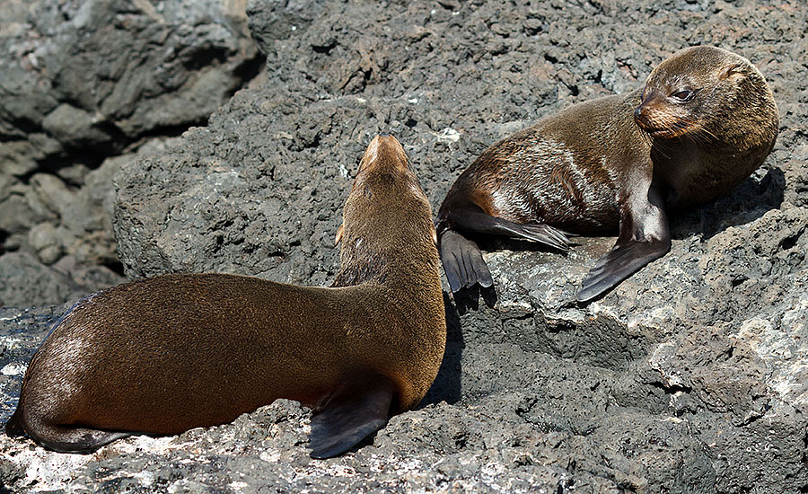 galapagos islands sea lions