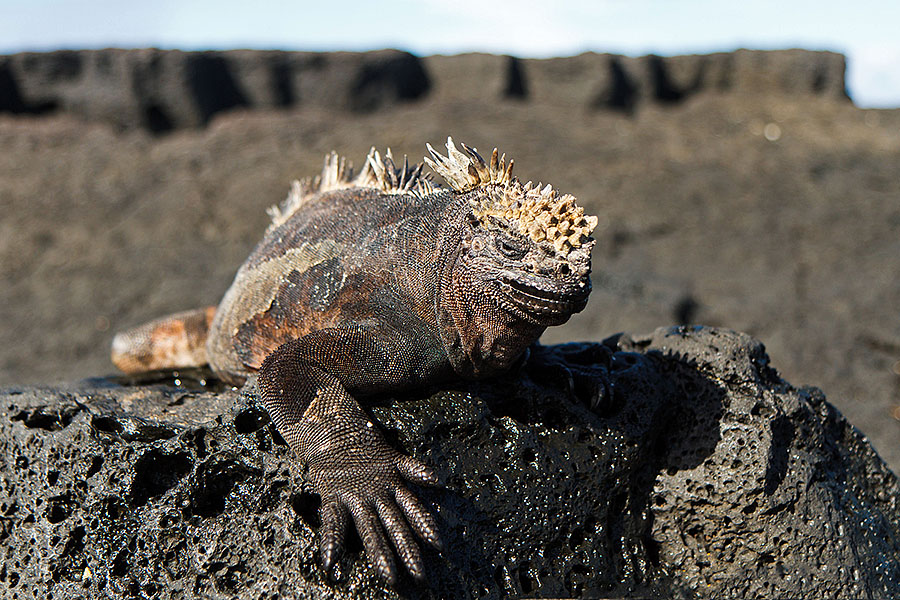 galapagos islands marine iguana santiago godzilla