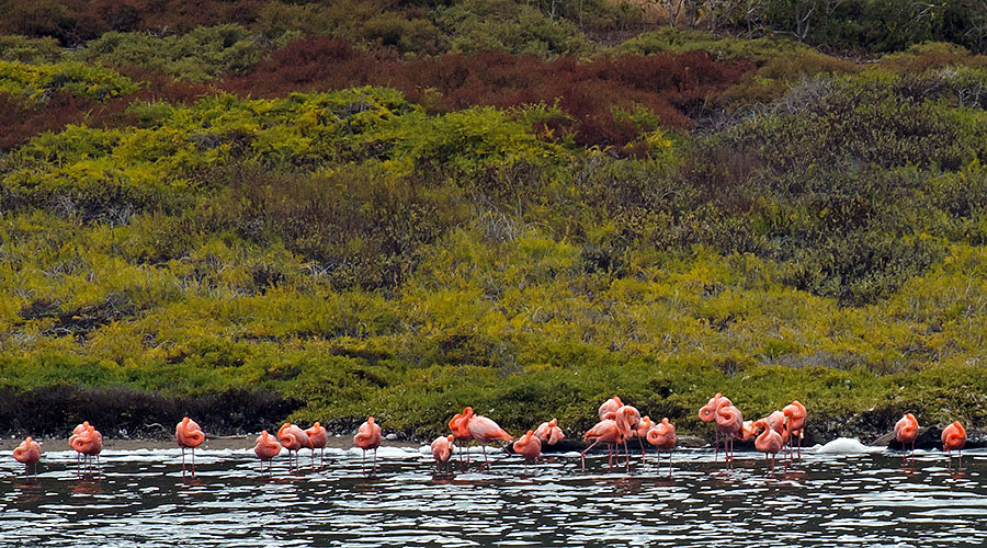 galapagos islands santiago pink flamingos