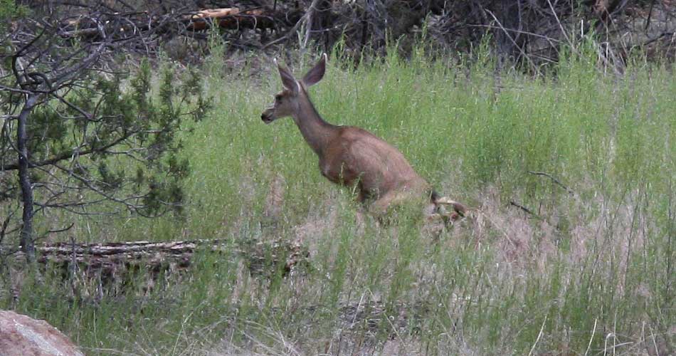 bandelier deer