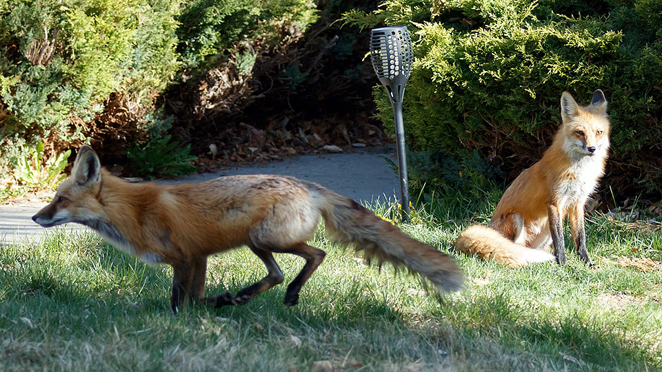 foxes neighborhood a4
