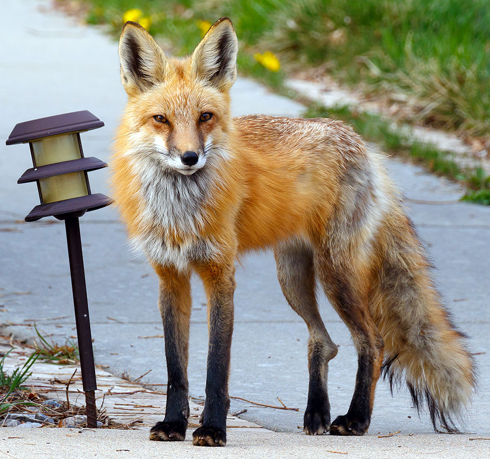 foxes neighborhood a8