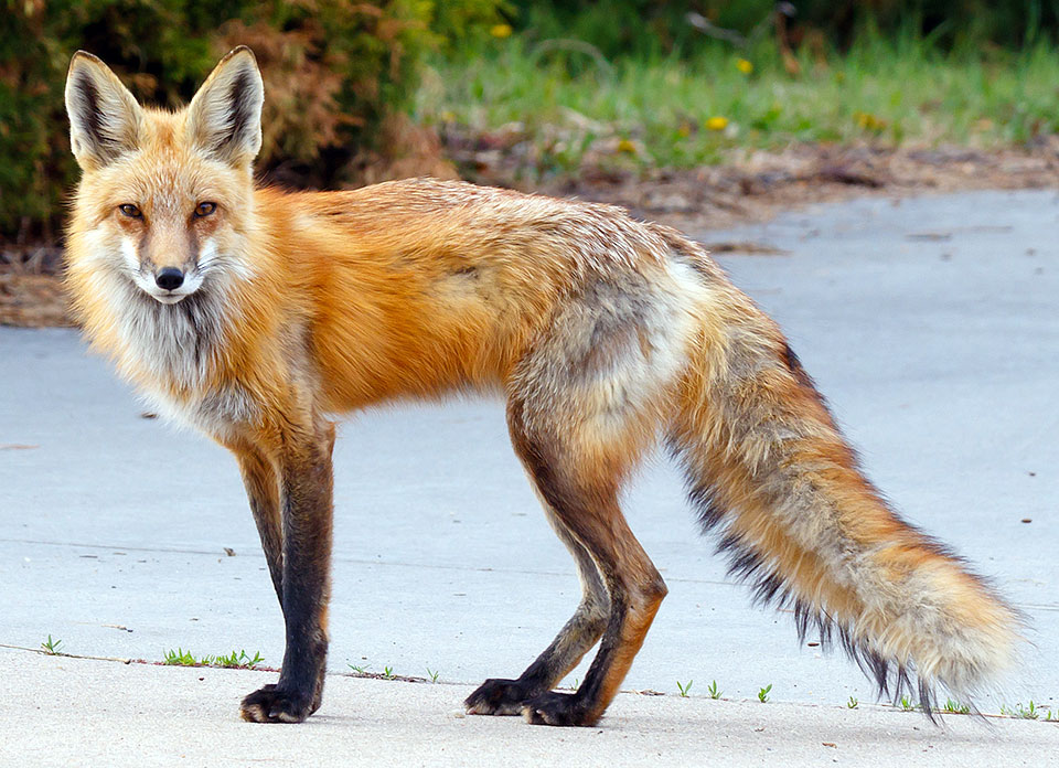 foxes neighborhood b0