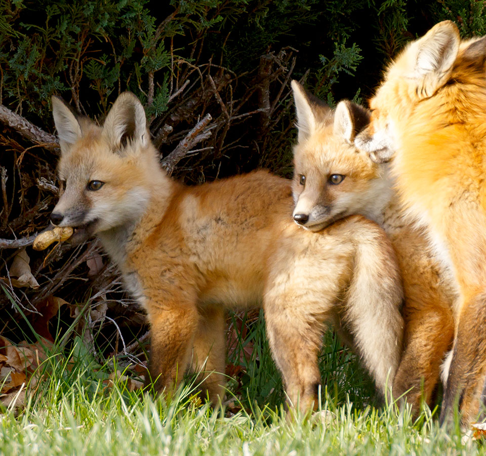 foxes neighborhood 30a