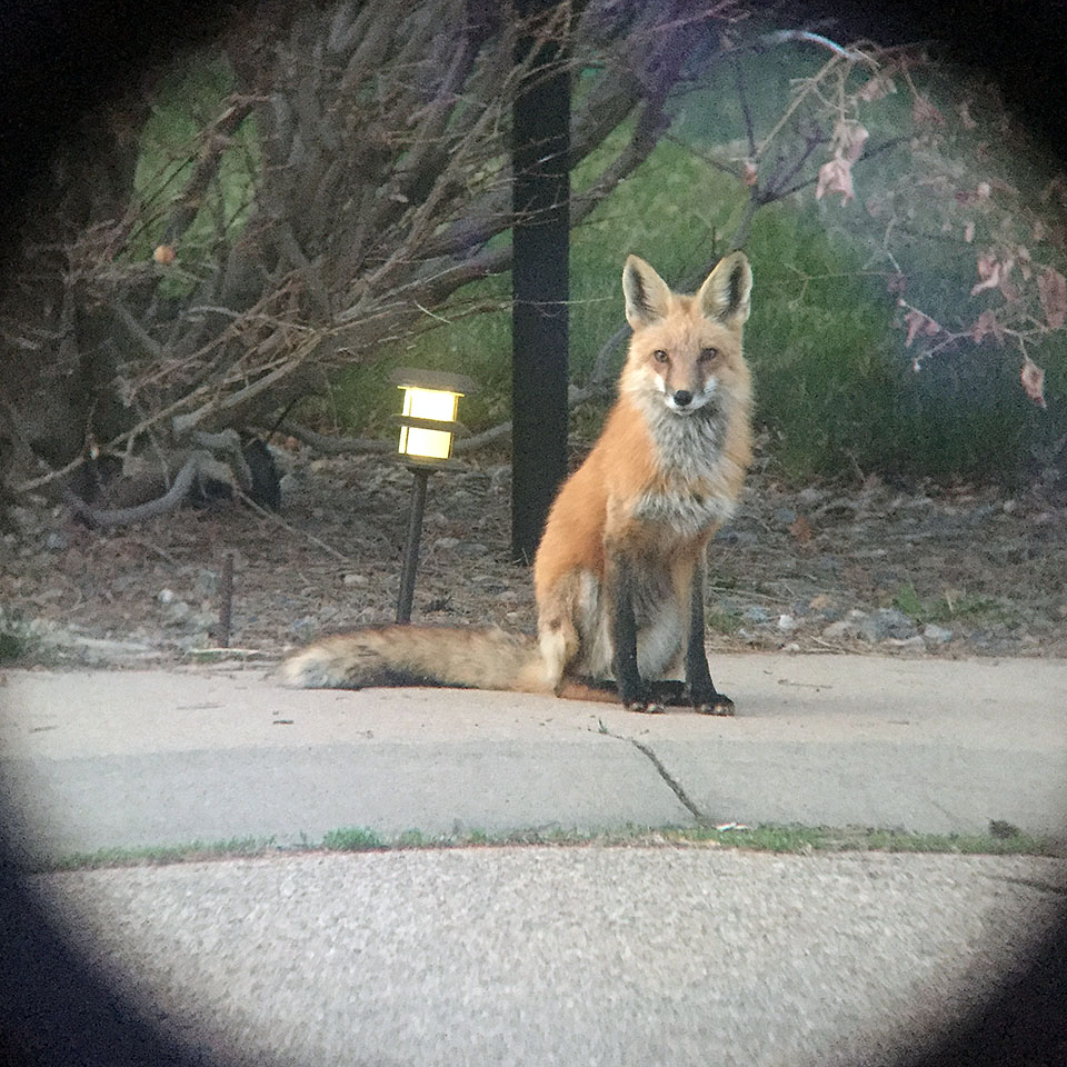 foxes neighborhood 0430 iphone
