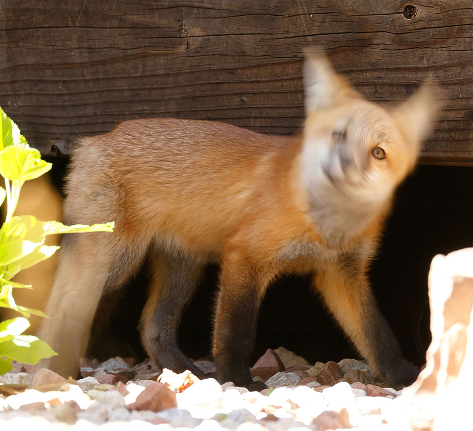 foxes neighborhood fading light