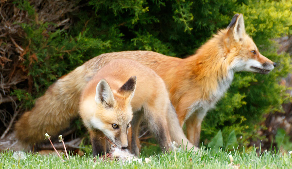 foxes neighborhood 0513a